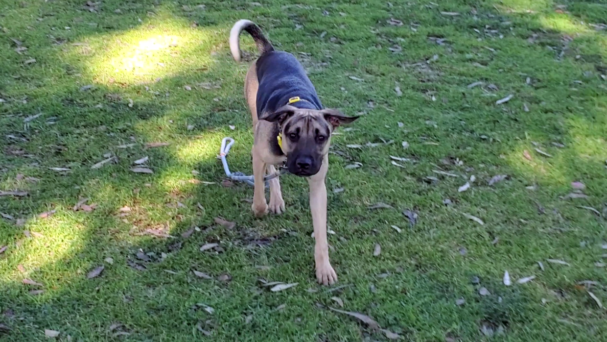 Dog without a sales leash